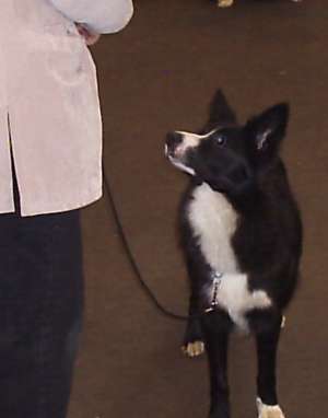 Amidalas erste Ausstellung